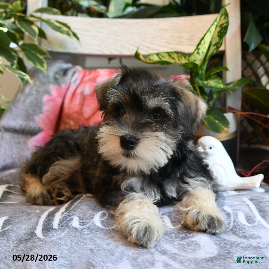Miniature Schnauzer dogs Molly - Ad 2