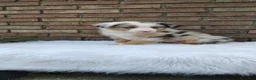 Australian Shepherd dogs for sale: Chloe - Ad 4