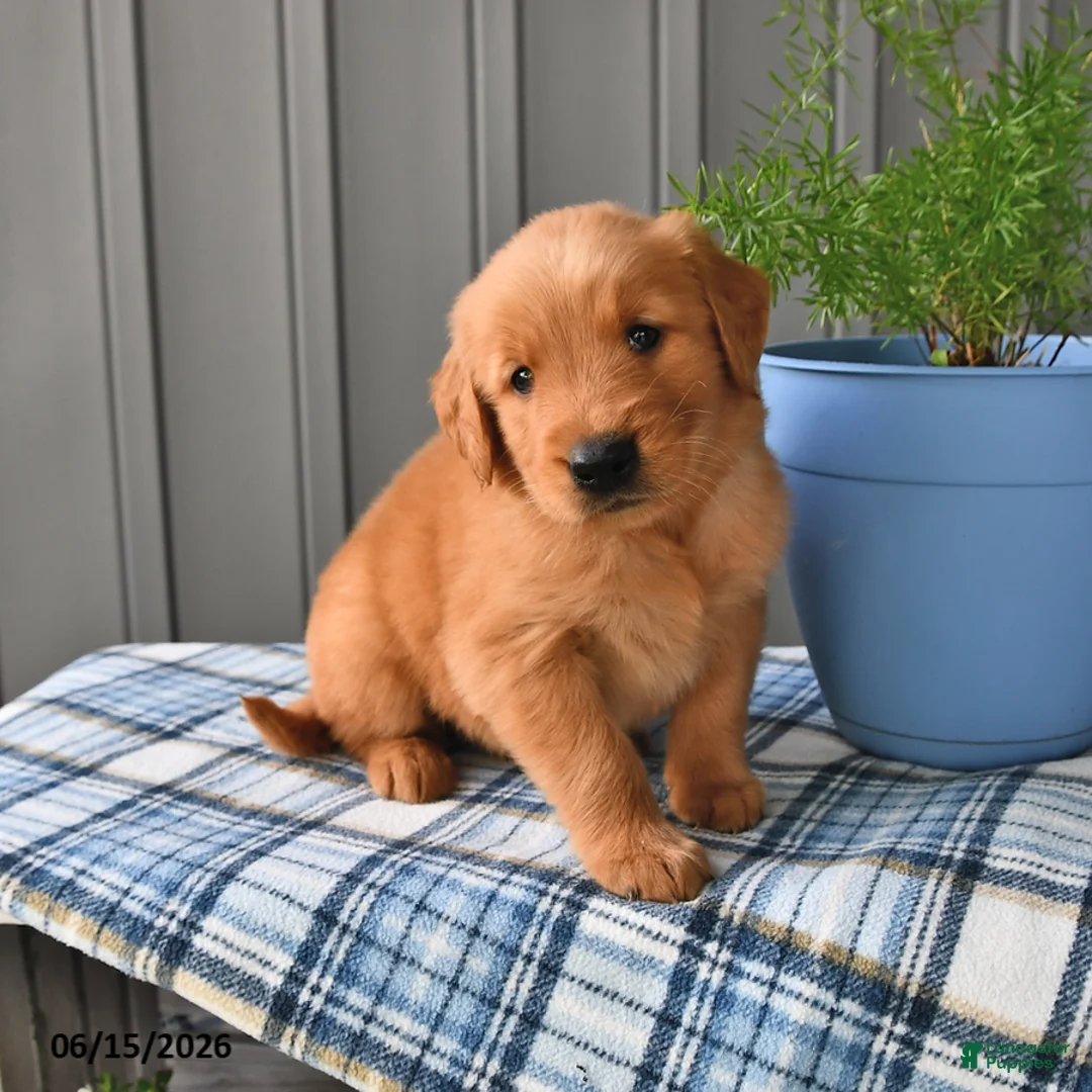 Golden Retriever dogs for sale: Rusty - Ad 2