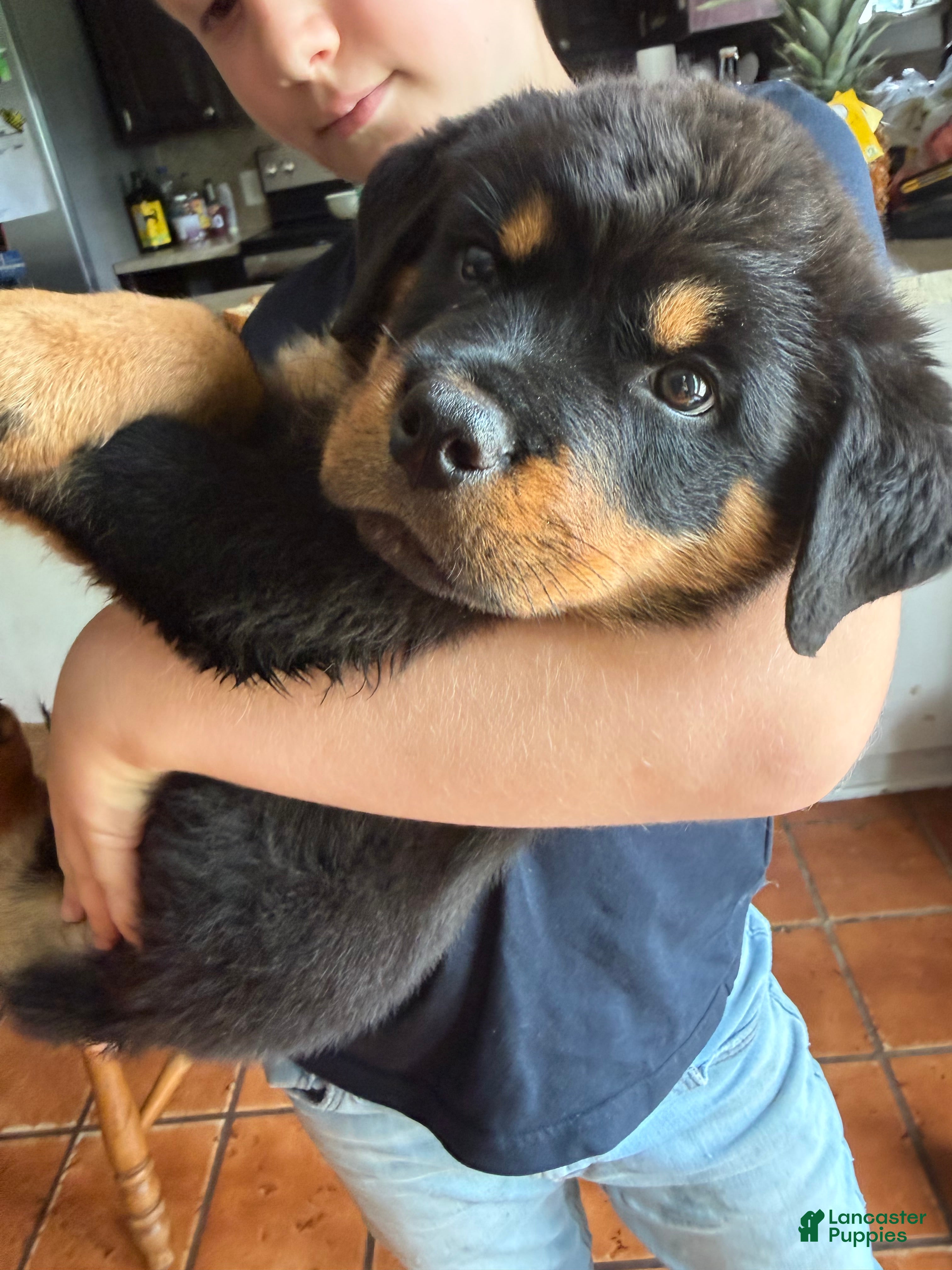 Rottweiler dogs Rottweiler Puppy 1 - Ad 1
