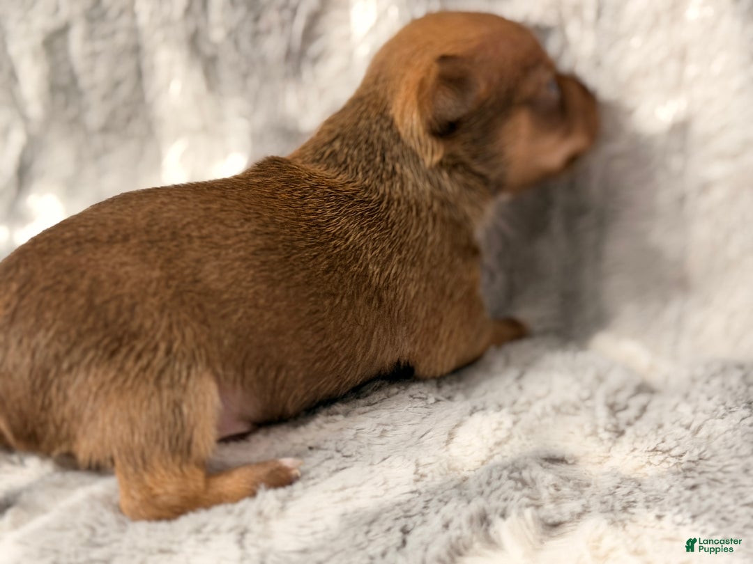 Chihuahua dogs for sale: Ernie - Ad 6