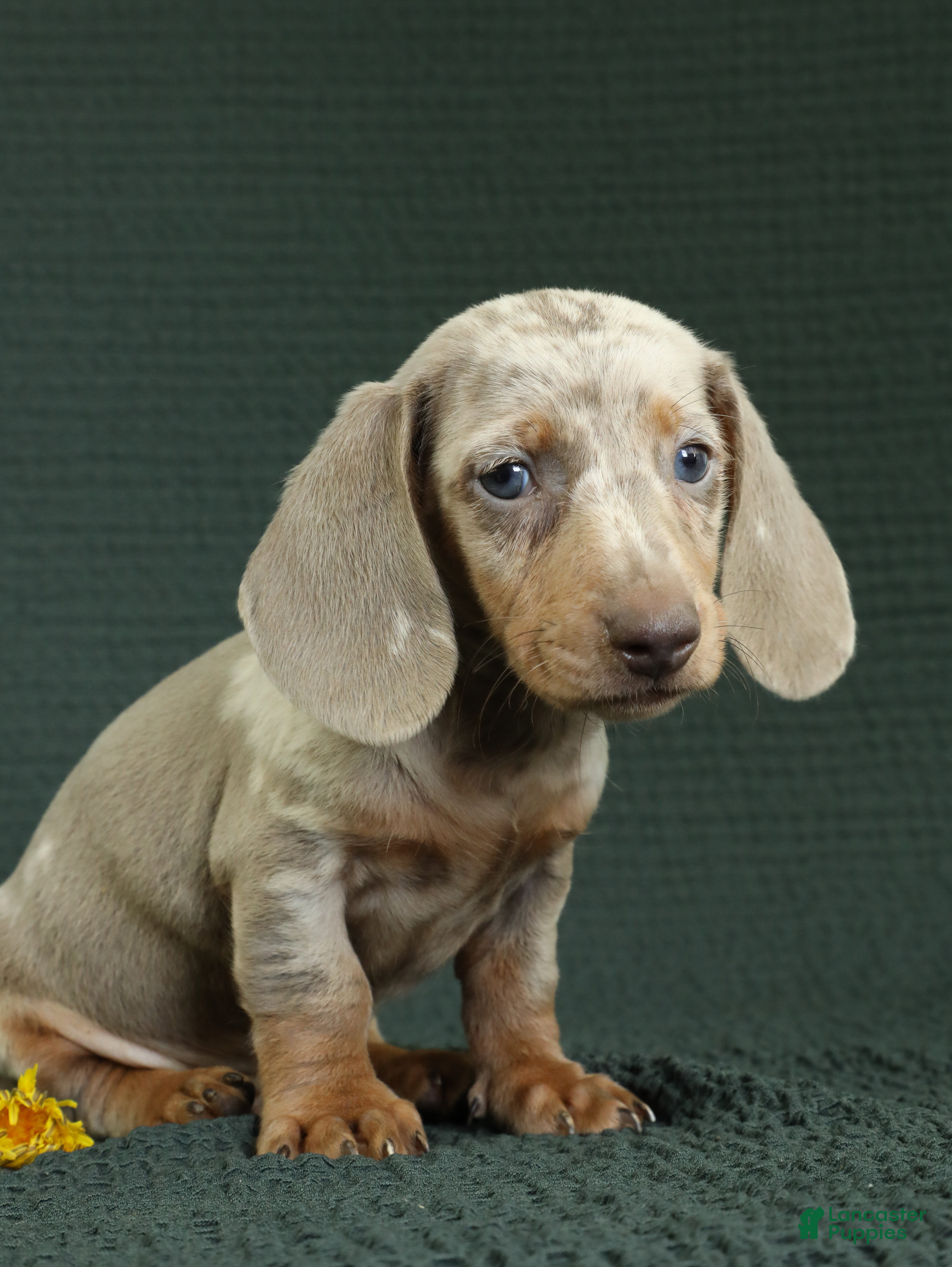 Miniature Dachshund dogs Rome - Ad 1