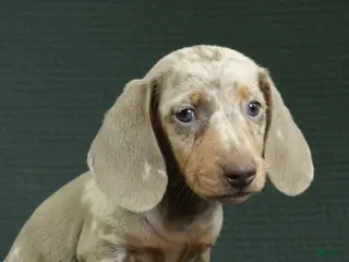 Miniature Dachshund dogs for sale: Rome - Ad 1
