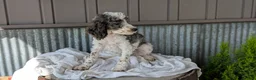 Cockapoo dogs for sale: Heath - Ad 10