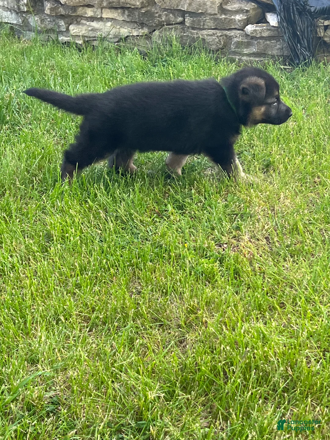 German Shepherd dogs for sale: German Shepherd Puppy 2 - Ad 2