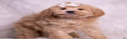 Maltipoo dogs for sale: Misha - Ad 5