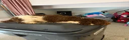 Havapoo dogs for sale: Havapoo Puppy 1 - Ad 2