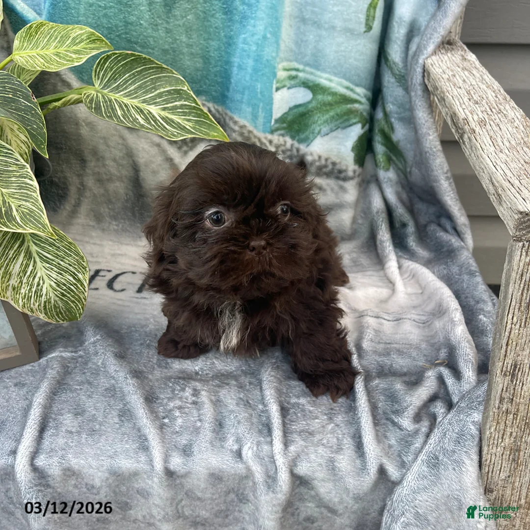 Shih Tzu dogs for sale: Teddy - Ad 2