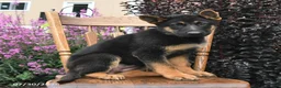 German Shepherd dogs for sale: Kristina - Ad 3
