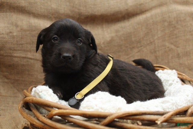 Mixed Breed dogs Yellow - Ad 25