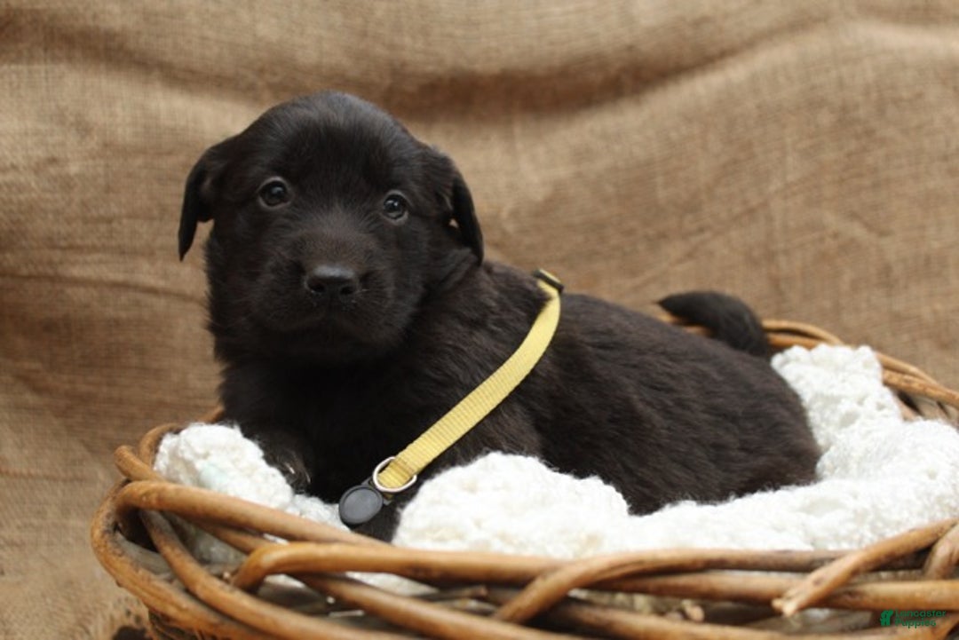 Mixed Breed dogs for sale: Yellow - Ad 1