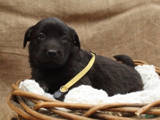 Mixed Breed dogs Yellow - Ad 27