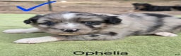 Australian Shepherd dogs for sale: Ophelia - Ad 1