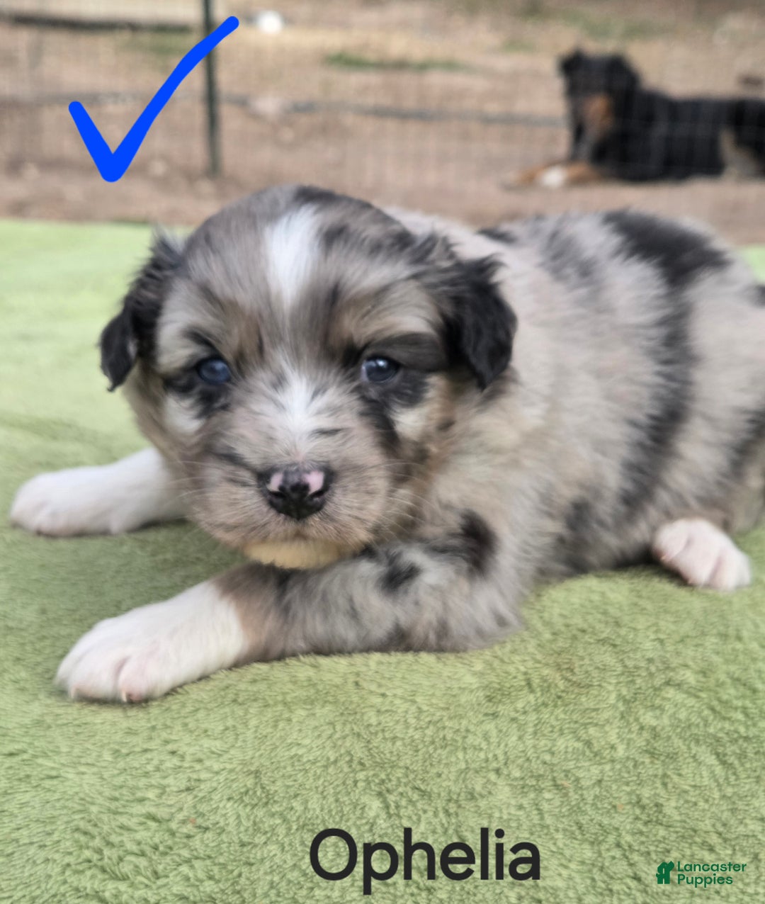 Australian Shepherd dogs for sale: Ophelia - Ad 1