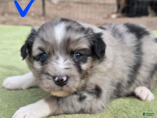 Australian Shepherd dogs Ophelia - Ad 16