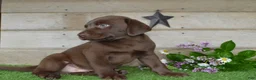 Labrador Retriever dogs for sale: Wingman - Ad 4