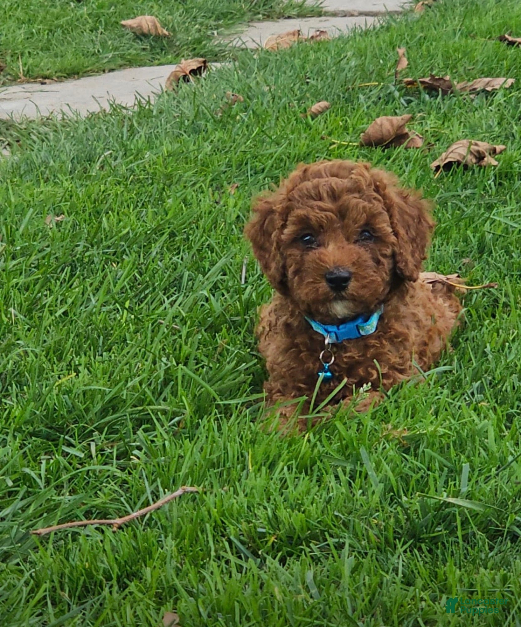 Miniature Poodle dogs for sale: Ollie - AKC Mini Poodle - Ad 1