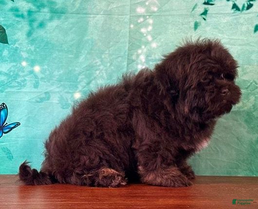 Mixed Breed dogs Buckeye male Shichon - Ad 2