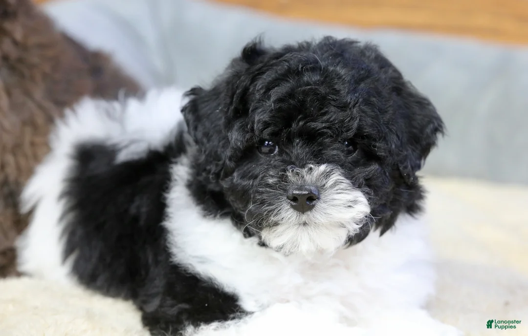 Miniature Poodle dogs for sale: Paislee - Ad 5
