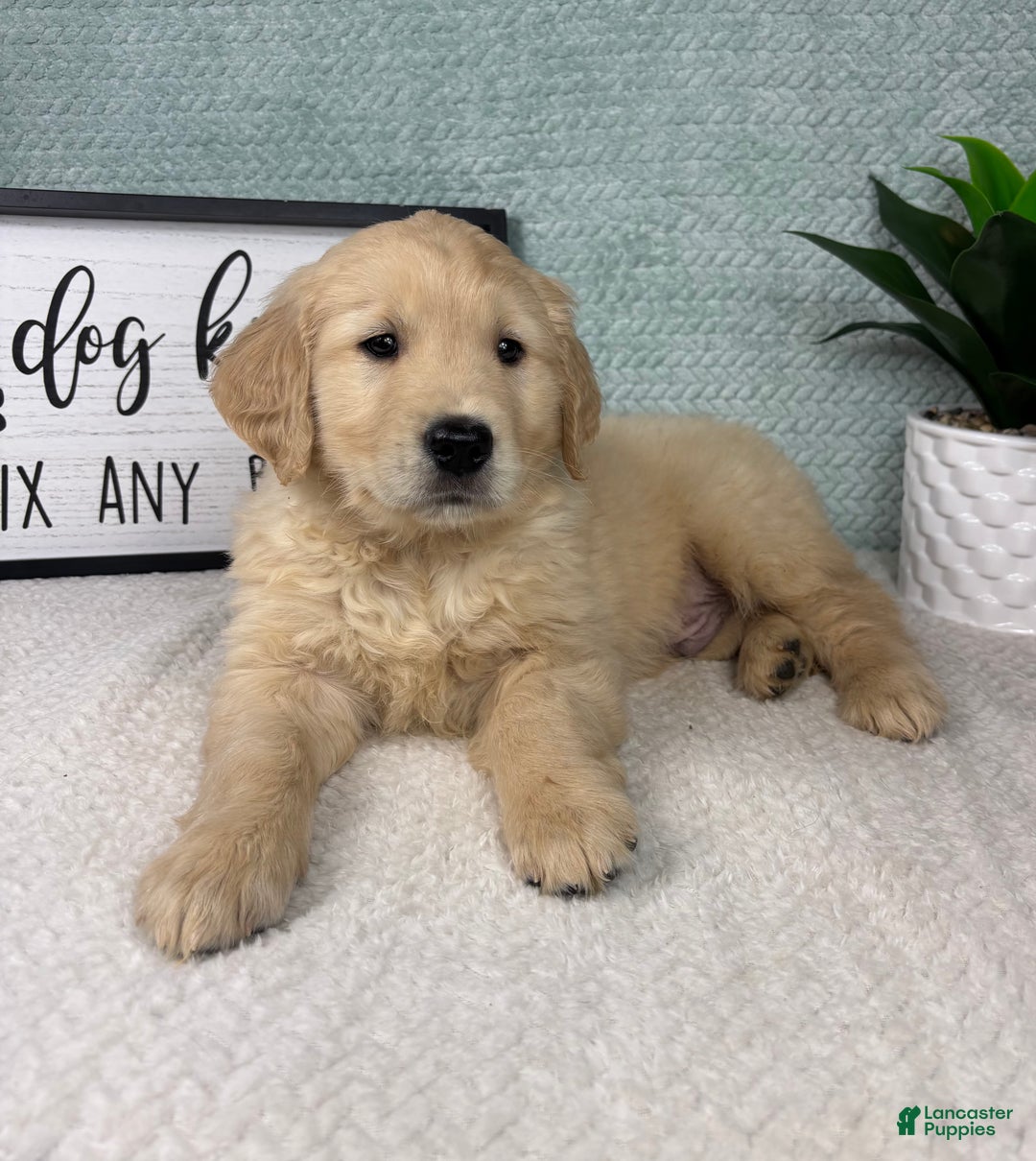Golden Retriever dogs for sale: George  - Ad 4