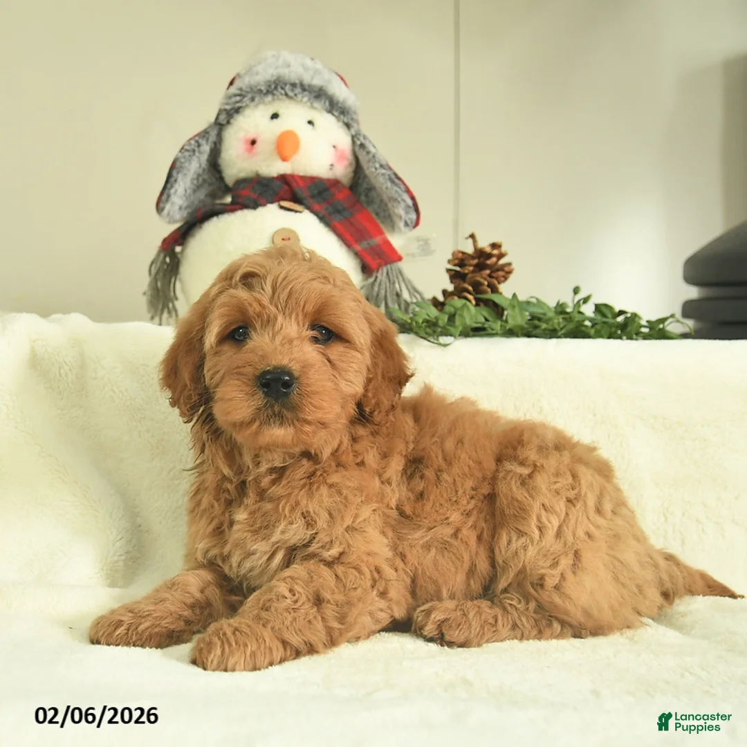 Goldendoodle dogs for sale: Dixie  - Ad 3