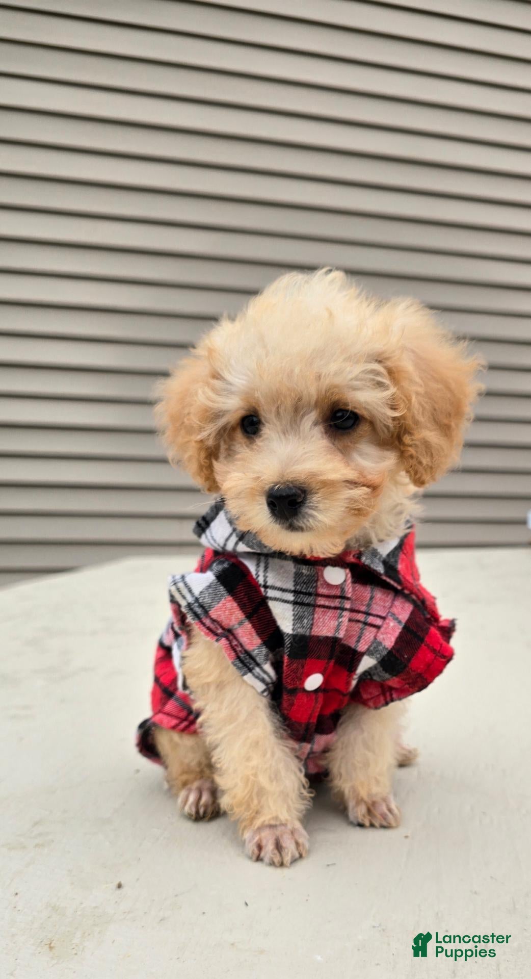 Milo, Toy Poodle