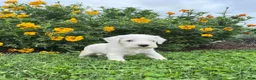 Miniature Schnauzer dogs for sale: Raymond❤️AKC Registered Five Boys - Ad 3