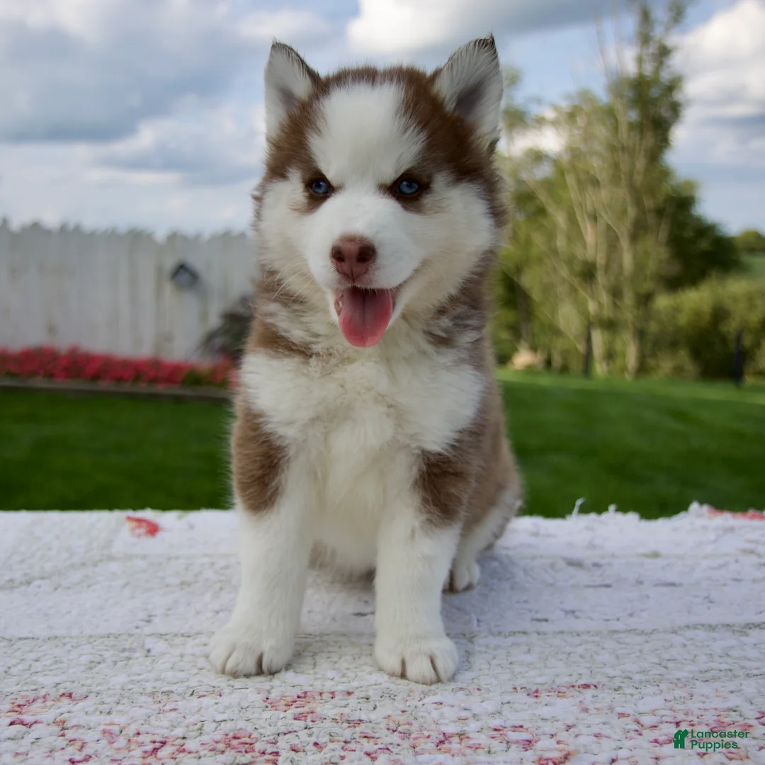Pomsky dogs for sale: Fiona - Ad 2