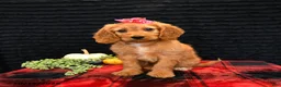 Cavapoo dogs for sale: Ocean - Ad 1