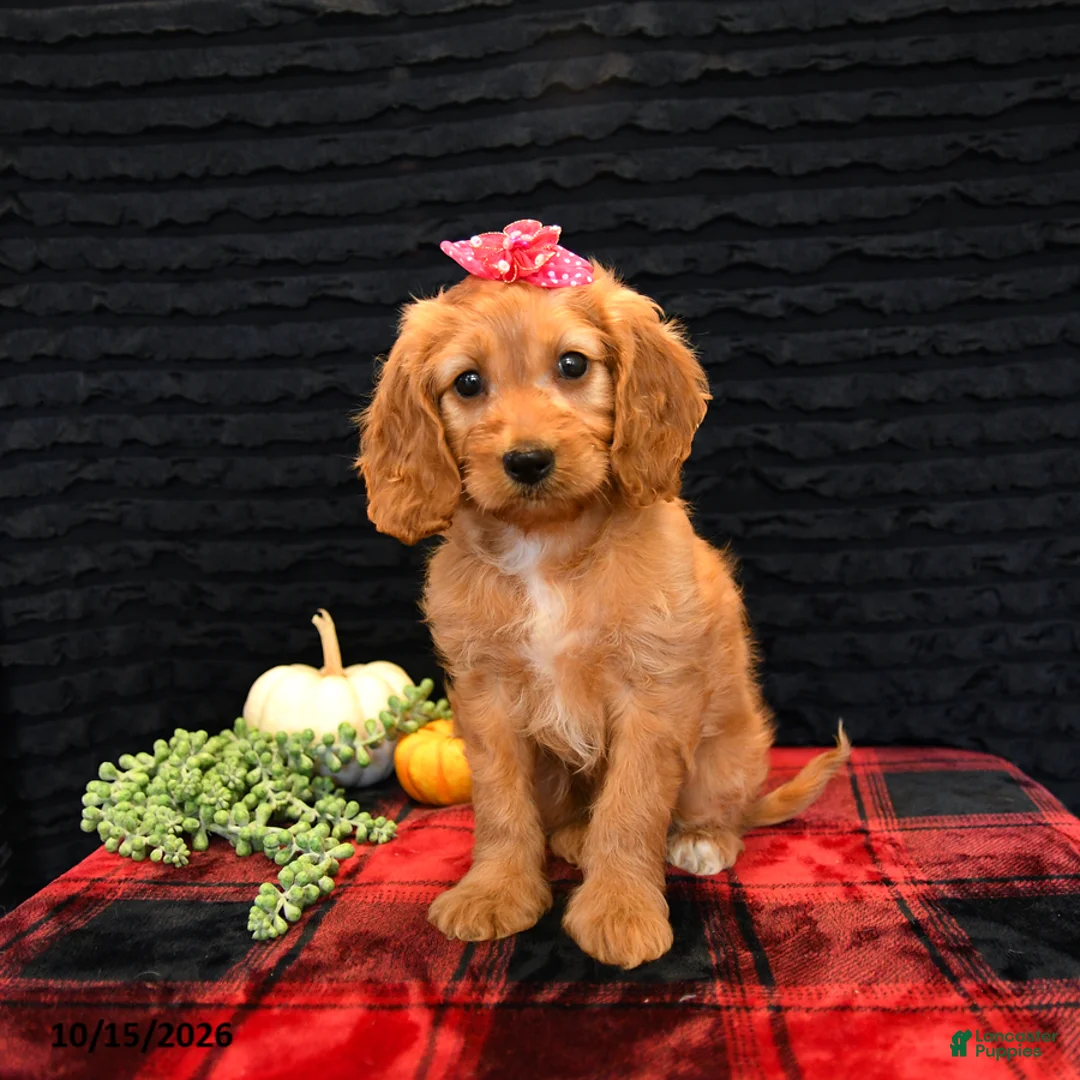 Cavapoo dogs for sale: Ocean - Ad 1