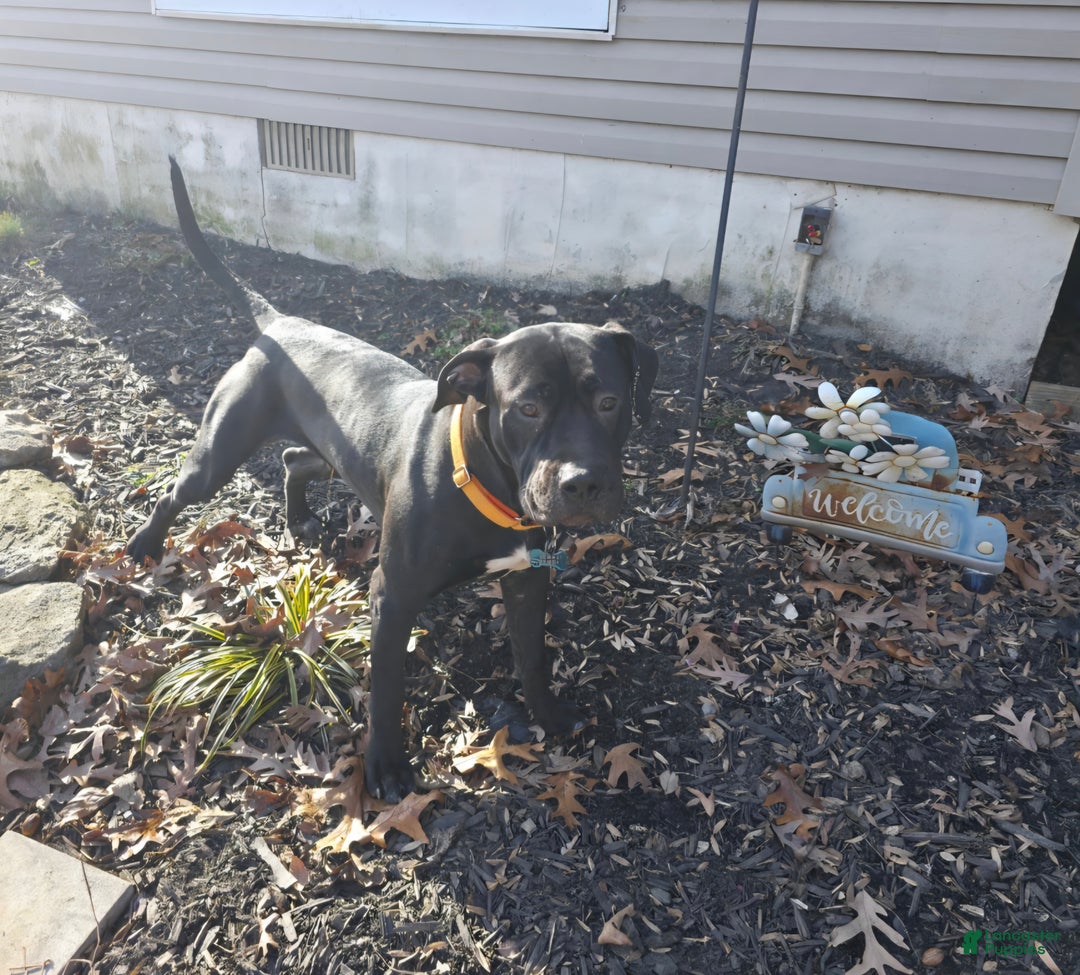 Mixed Breed dogs for sale: Wall•E - Ad 3