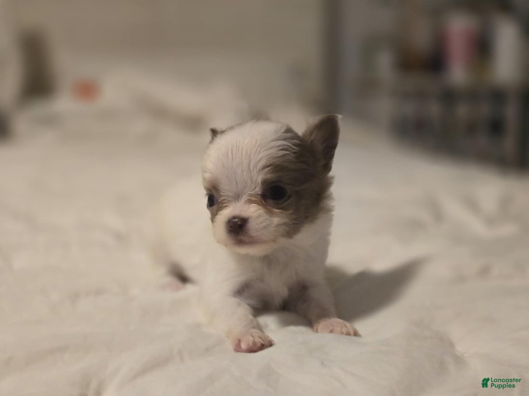 Chihuahua dogs for sale: Johnny  - Ad 2