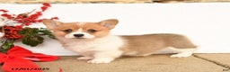 Welsh Corgi Pembroke dogs for sale: Princess - Ad 3