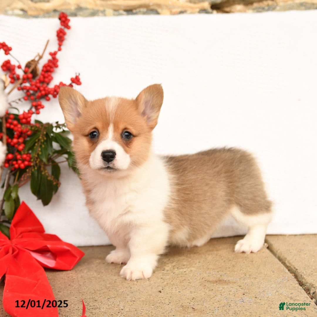 Welsh Corgi Pembroke dogs for sale: Princess - Ad 3