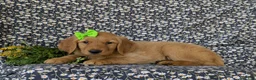 Golden Retriever dogs for sale: Camellia - Ad 5