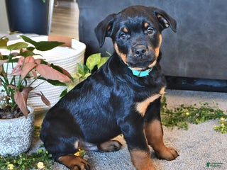 Rottweiler dogs - Ad 22