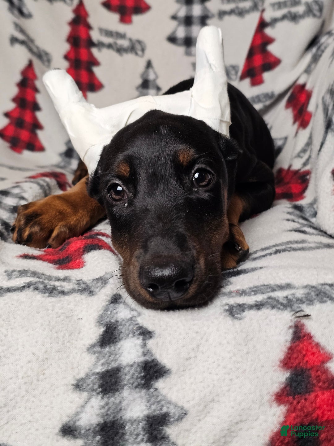 Doberman Pinscher dogs for sale: Scarlet - Ad 4