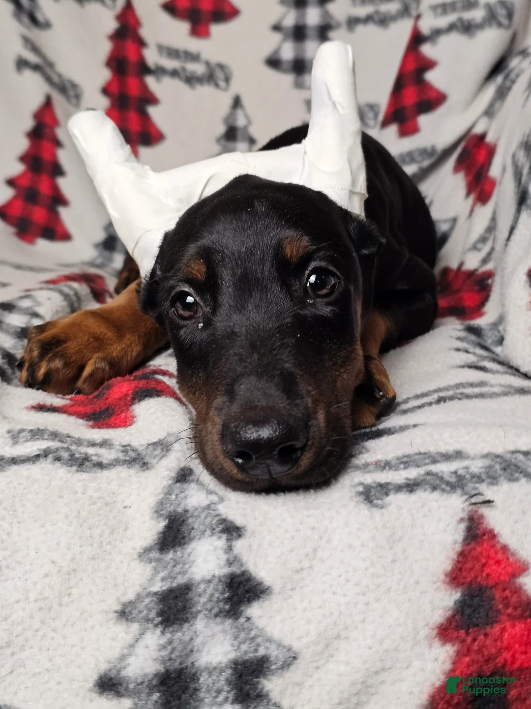 Doberman Pinscher dogs for sale: Scarlet - Ad 4