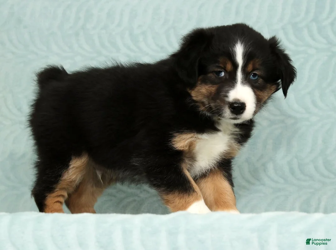 Australian Shepherd dogs for sale: Bo - Ad 4