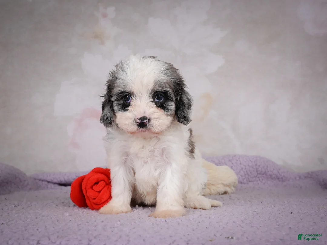 Cavapoo dogs for sale: Penny - Ad 12