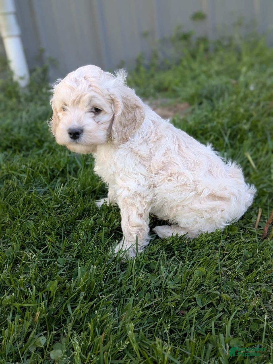 Cockapoo dogs Alfie - Ad 2