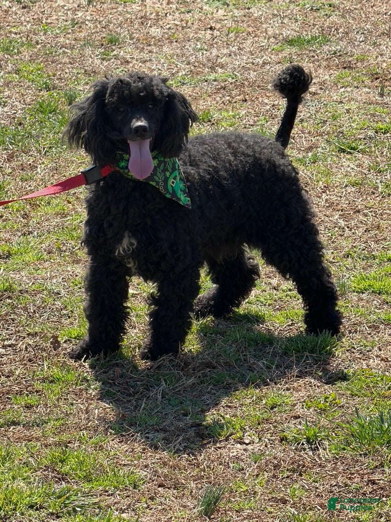 Miniature Poodle dogs Buddy - Ad 34