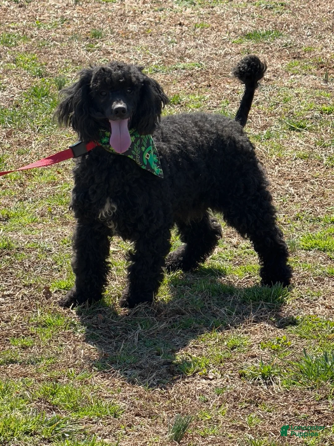 Miniature Poodle dogs for sale: Buddy - Ad 1