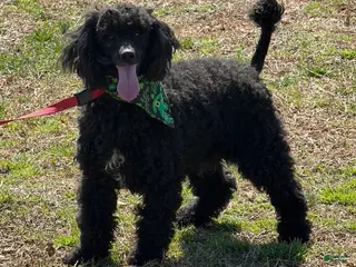 Miniature Poodle dogs Buddy - Ad 34
