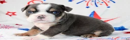 English Bulldog dogs for sale: Buzz - Ad 2