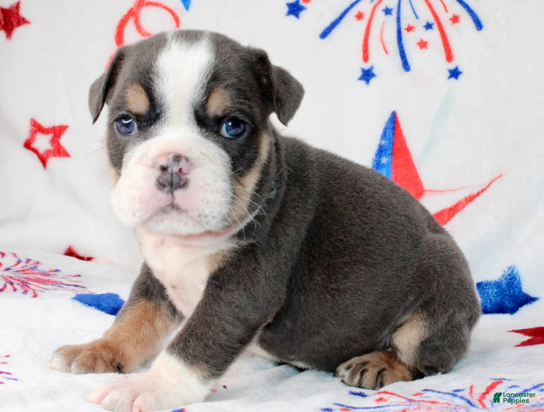 English Bulldog dogs for sale: Buzz - Ad 2