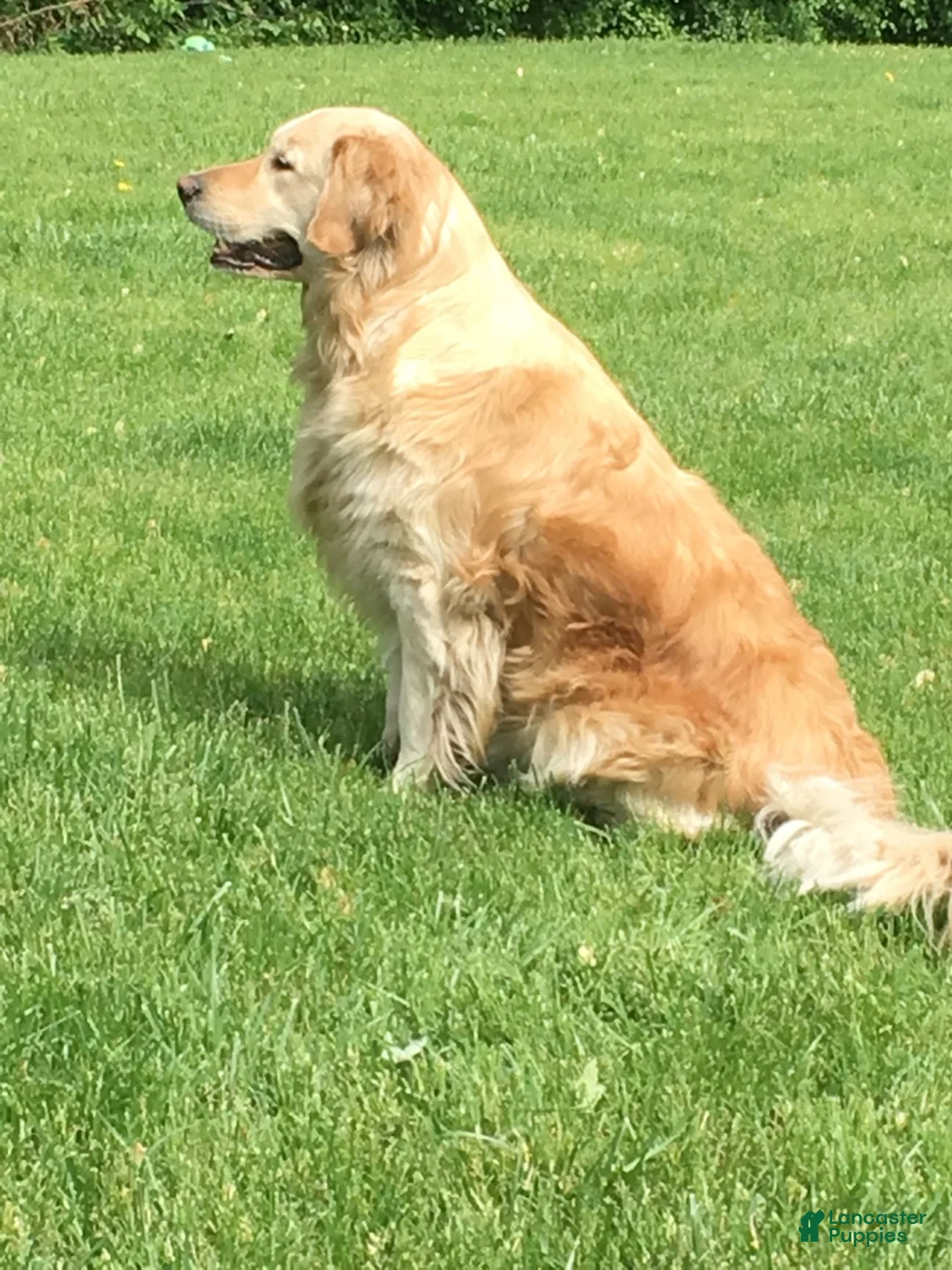 Golden Retriever dogs for sale: Sophie - Ad 4