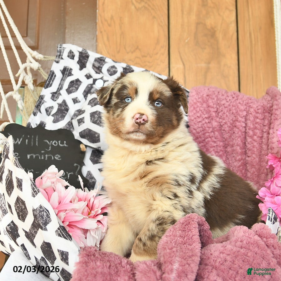 Australian Shepherd dogs Marco  - Ad 2