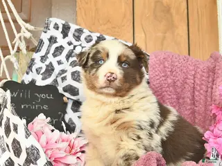 Australian Shepherd dogs Marco - Ad 2