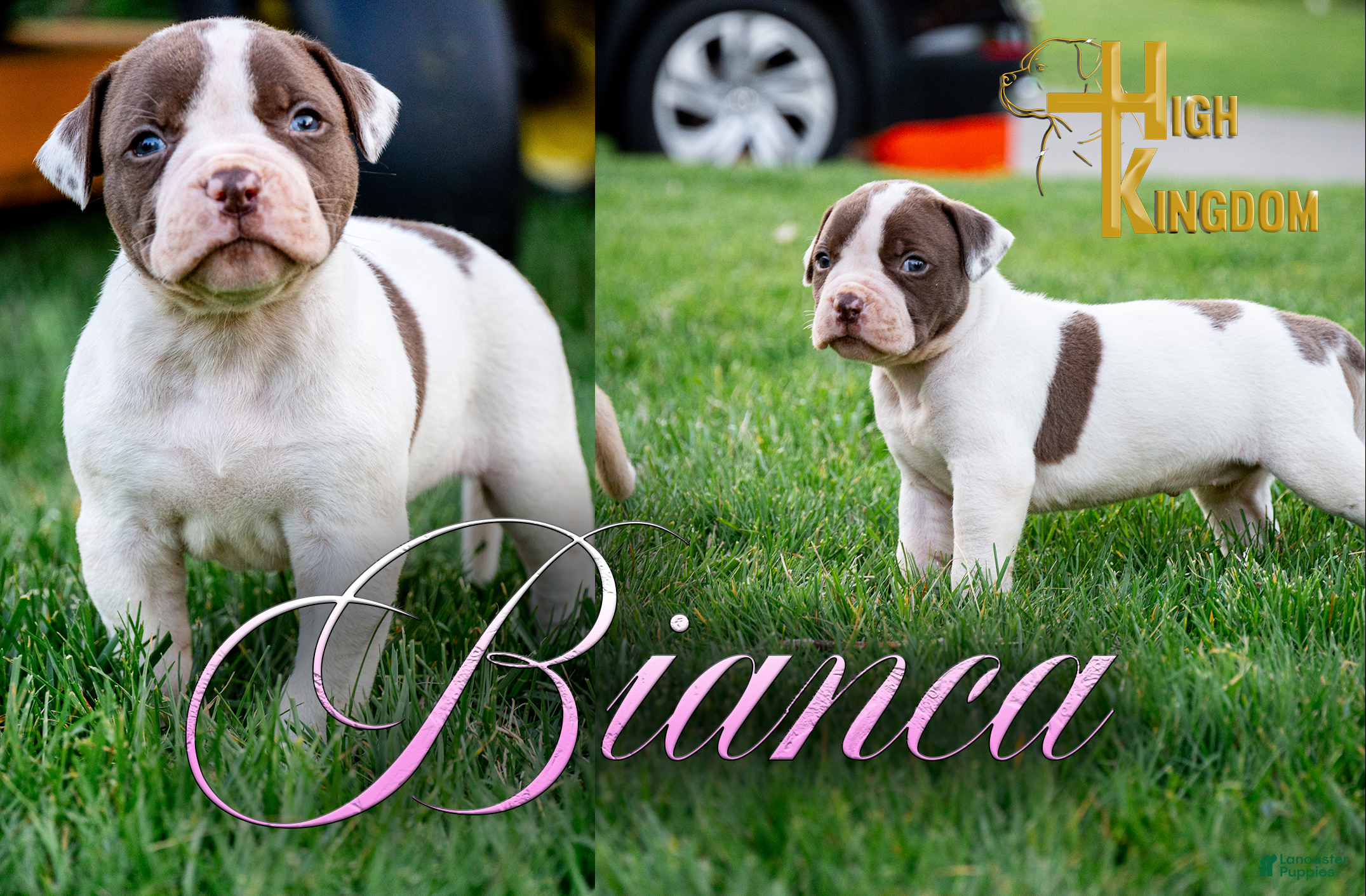 American Bulldog dogs Bianca  - Ad 1